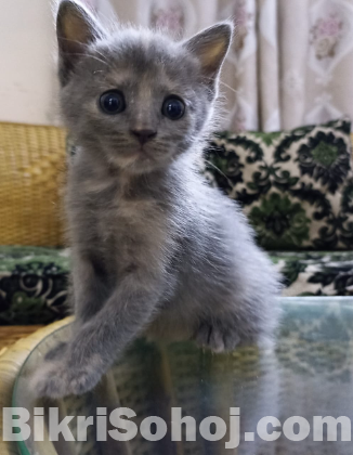 Persian Kitty